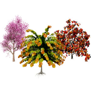 Cercis canadensis tree 3D Asset