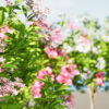 Kalmia Latifolia Flowering Bush