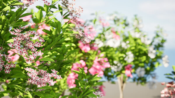 Kalmia Latifolia Flowering Bush