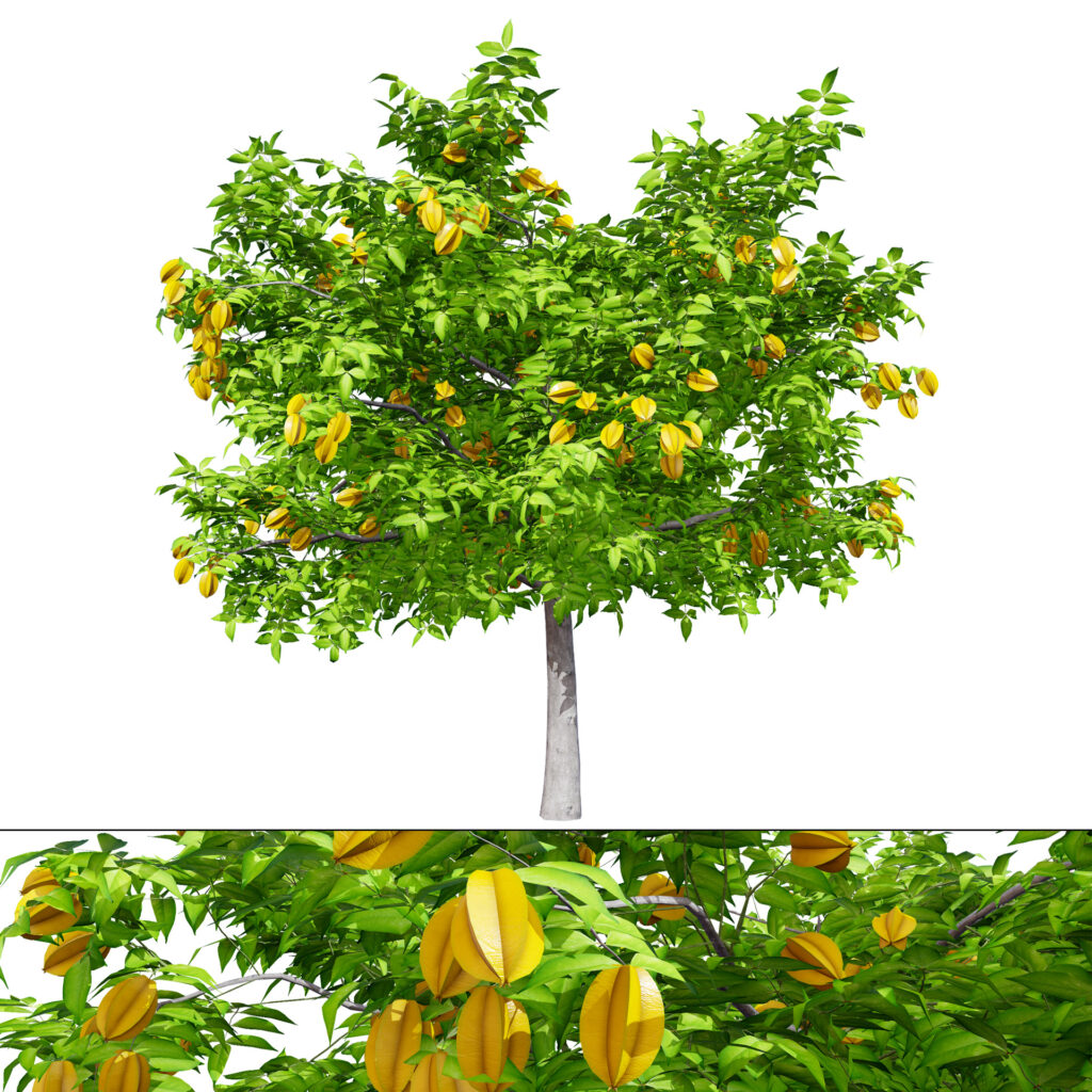 Realistic Starfruit Tree Model Mehrazvira realistic-starfruit-tree-model-mehrazvira