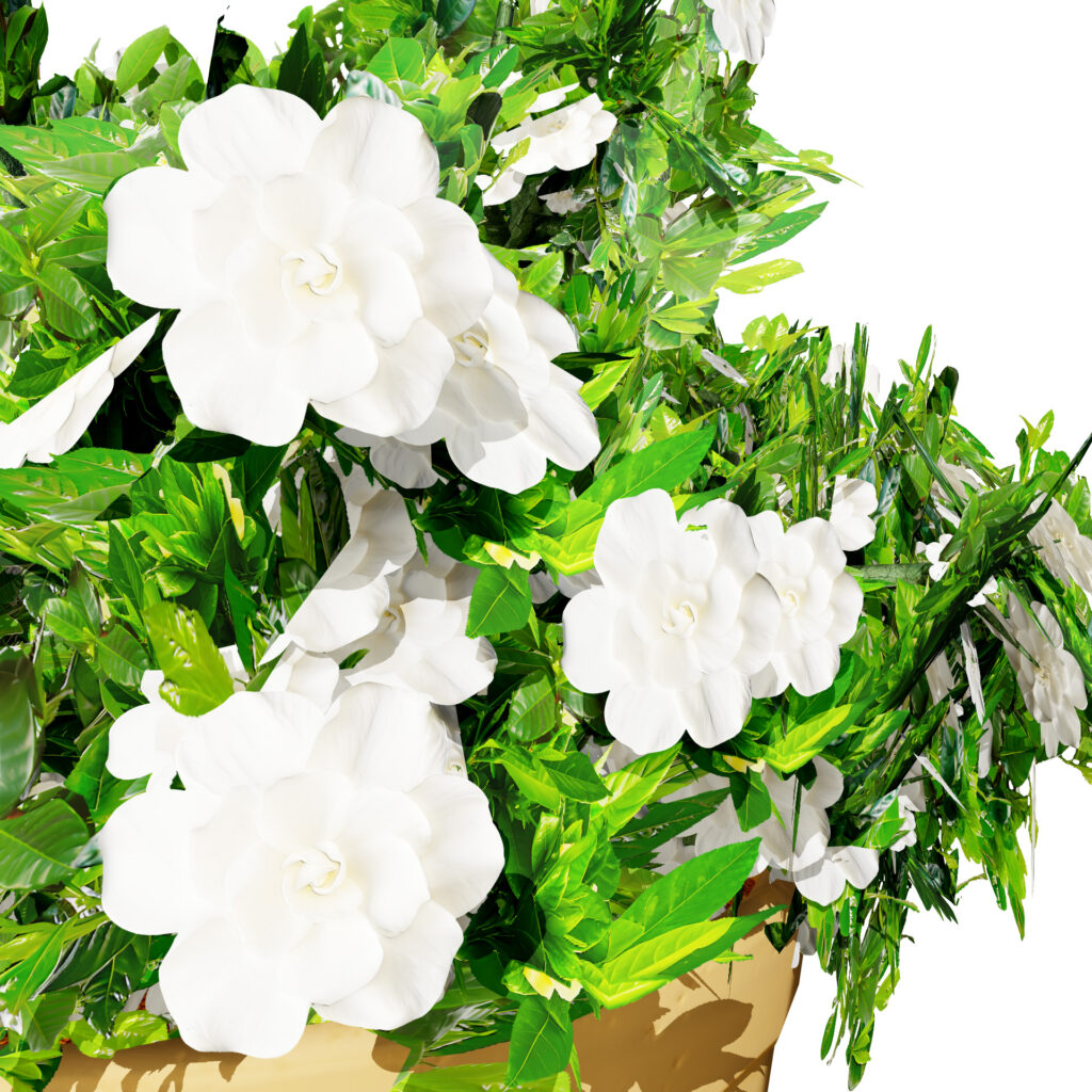 Gardenia Shrub Pack - mehrazvira.com