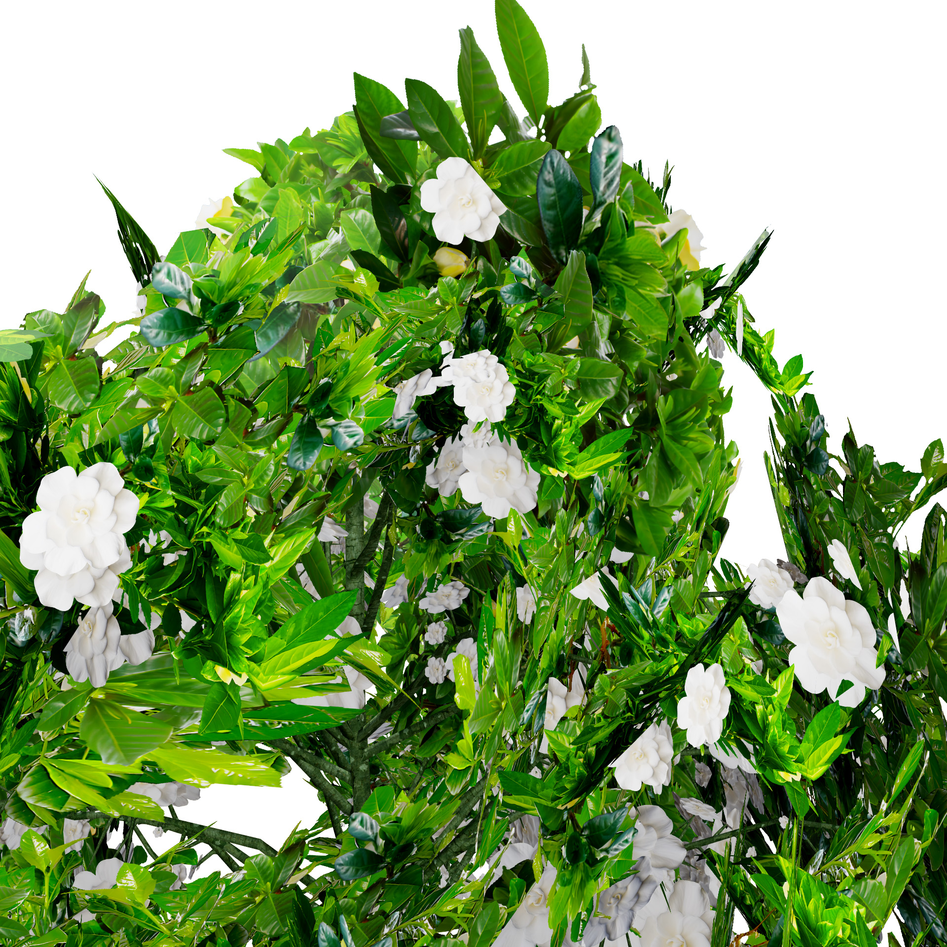 Gardenia Shrub Pack - mehrazvira.com