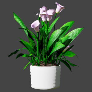 Peace Lily Plant Model