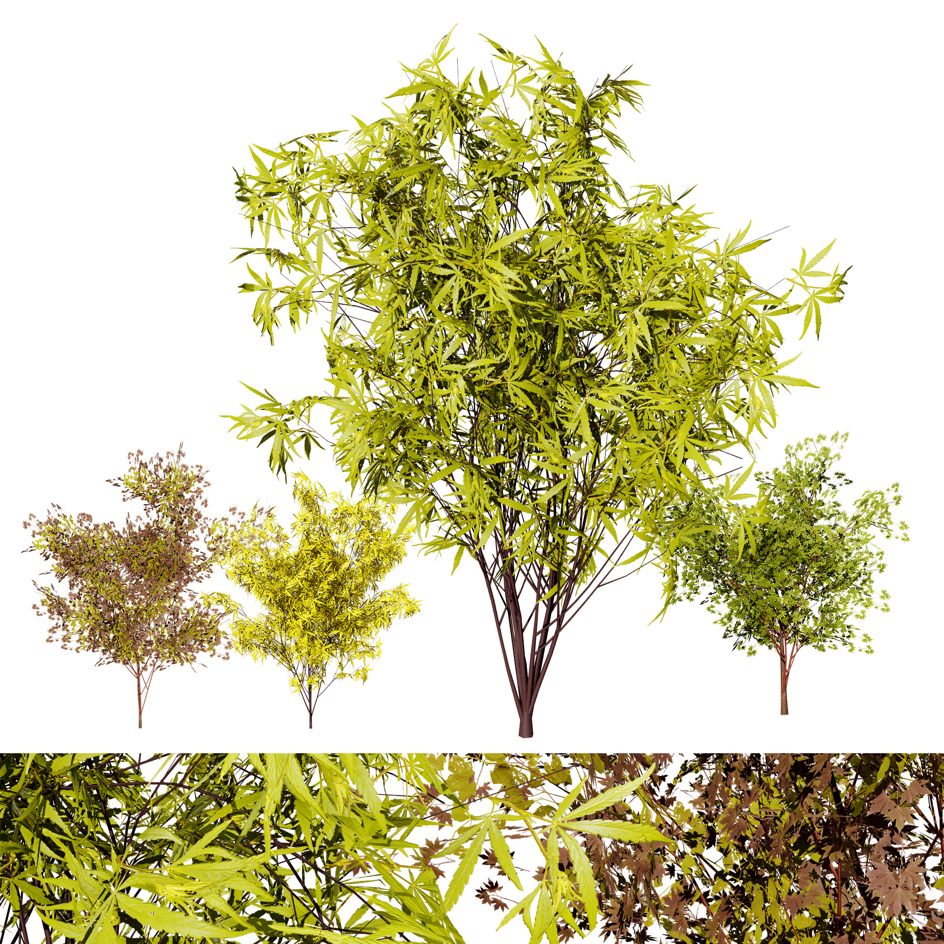 Japanese Maple Tree Model - mehrazvira.com