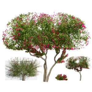 Bougainvillea Tree 3D Model