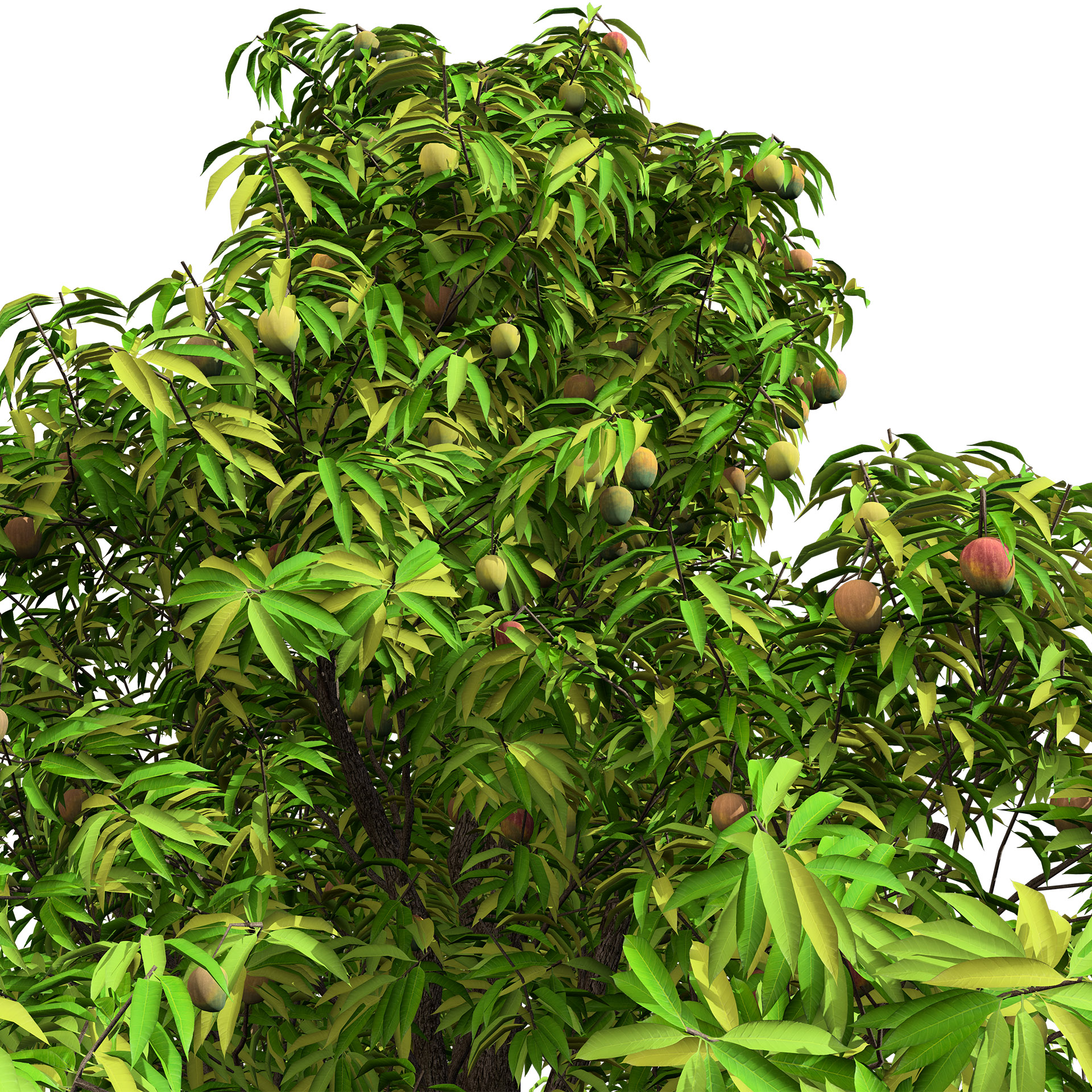 Mango Tree Model Mango Tree 3D Model - mehrazvira.com