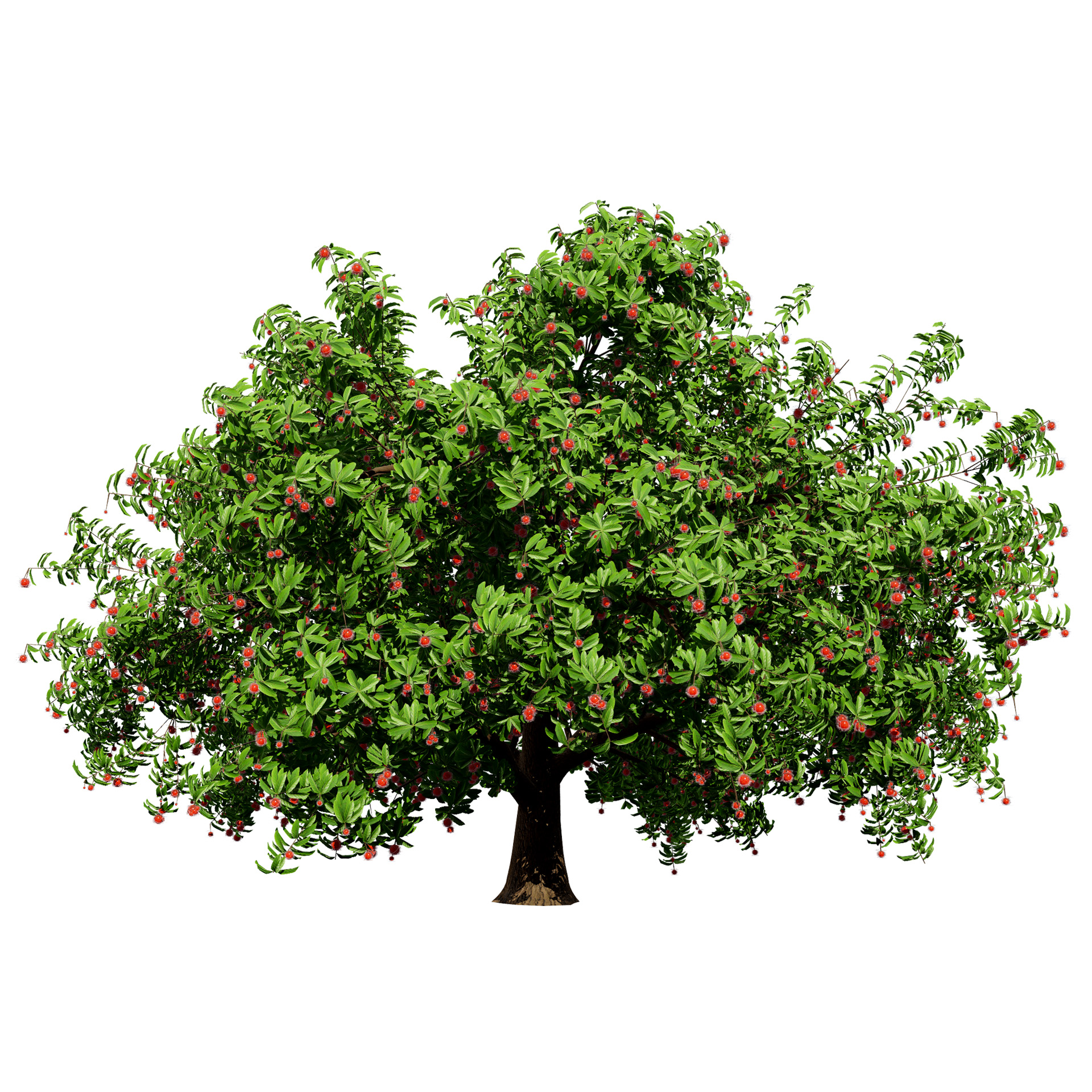 Rambutan Hairy Lychee Tree - mehrazvira.com