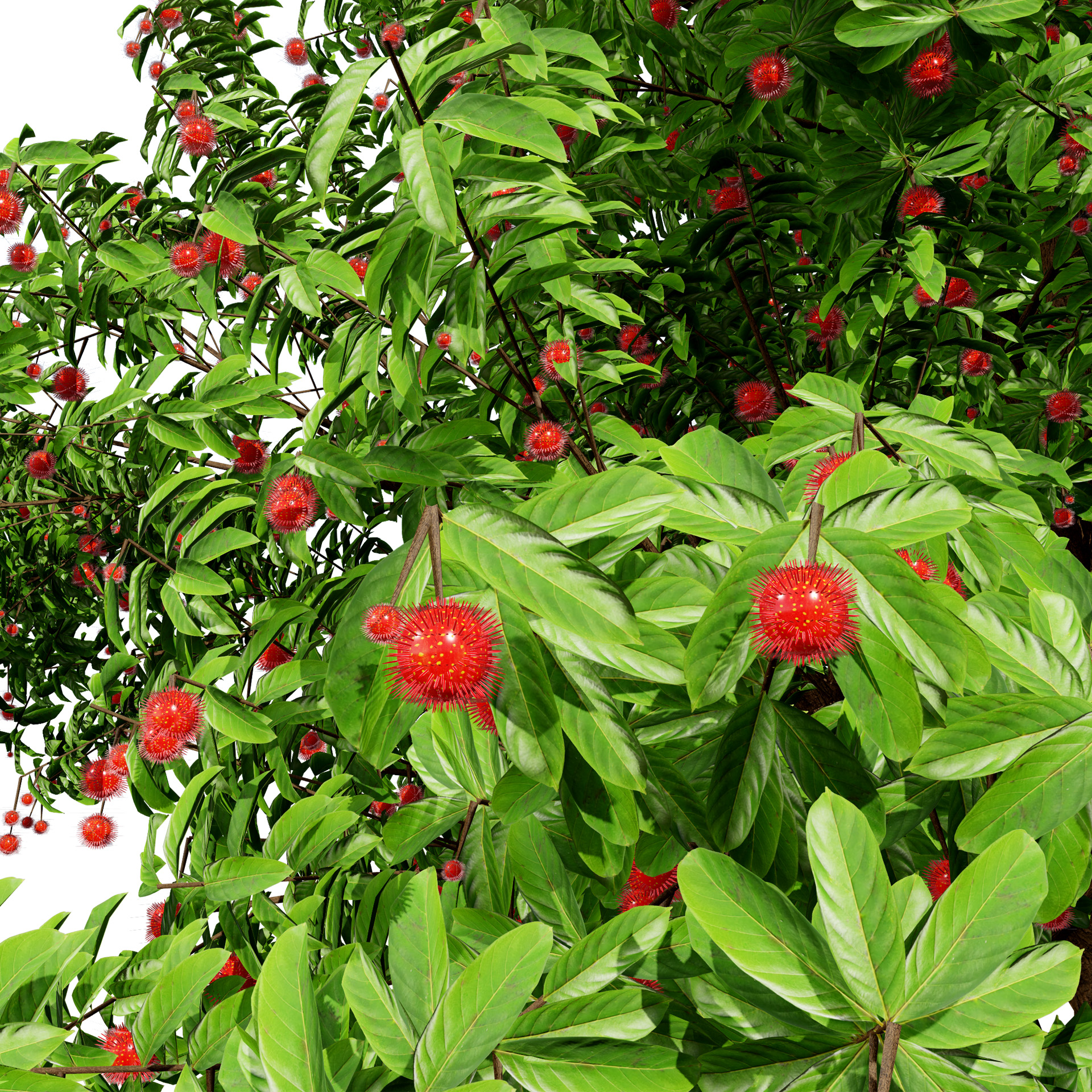 Rambutan Hairy Lychee Tree - mehrazvira.com