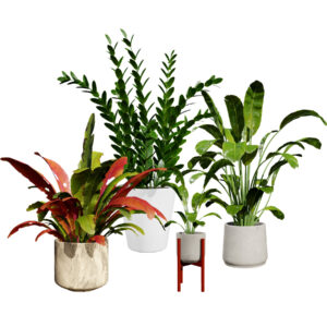 Indoor Plants 3D Model Pack