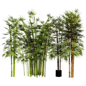 Realistic Bamboo Plants 3D Models