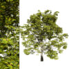 High-Detail Plane Tree 3D Model