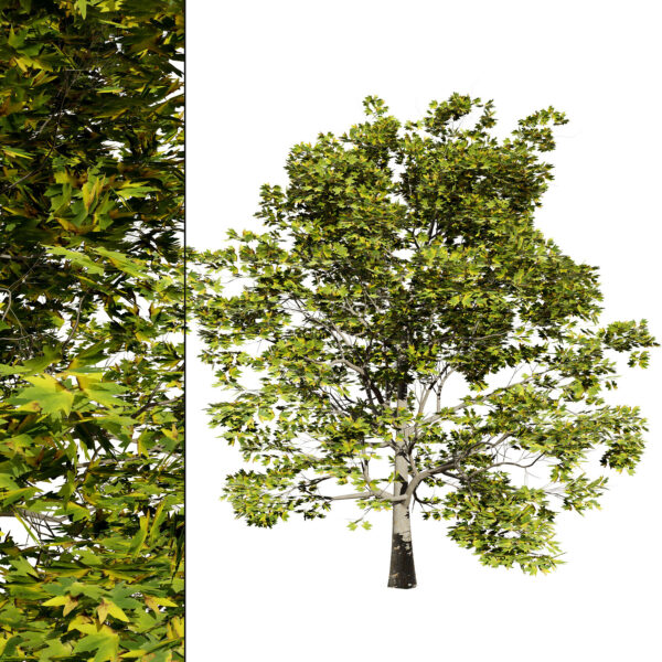 High-Detail Plane Tree 3D Model