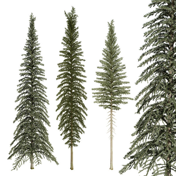 Spruce Tree Pack