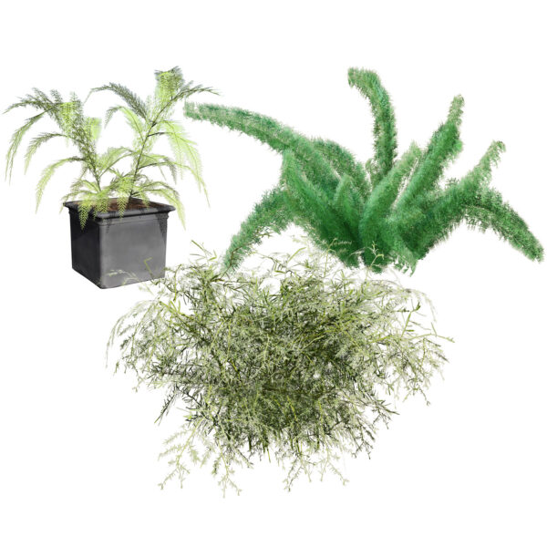 Foxtail Fern 3D Model