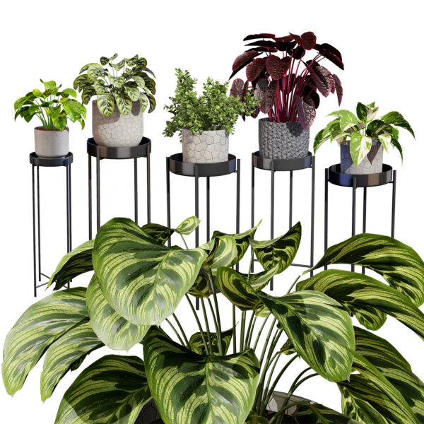 Indoor Plant 3D Models