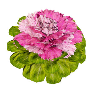 Cabbage Flowers 3D Model