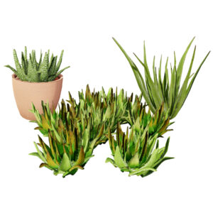 Realistic Aloe Vera Plant Collection