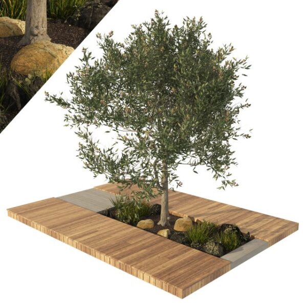 olive tree with wood deck planter