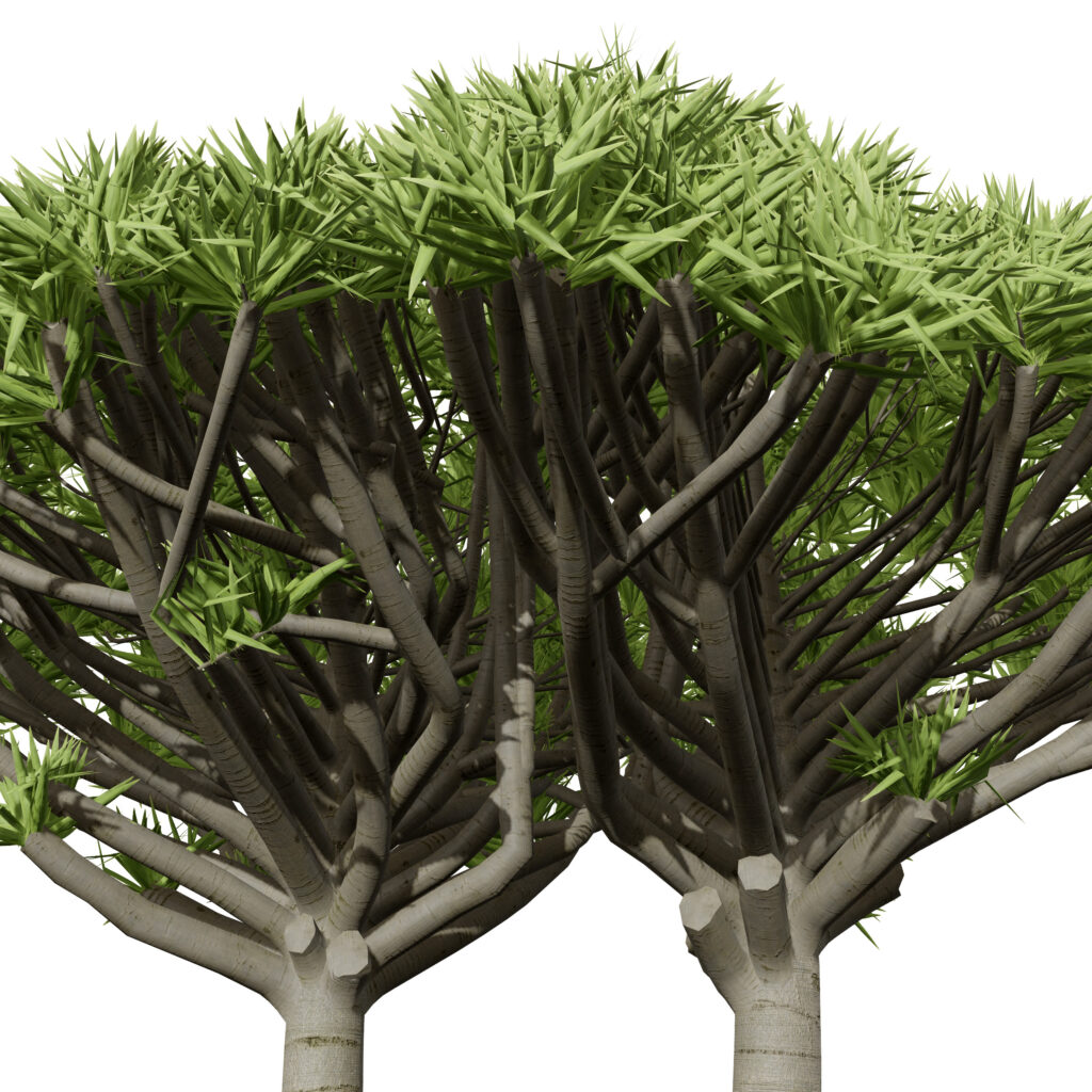 Dragon Blood Tree 3D Model - mehrazvira.com
