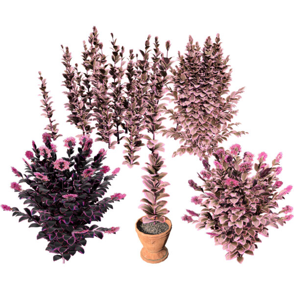 Dream Dazzler Shrub 3D Model