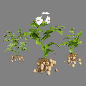 Potato Plant 3D Model