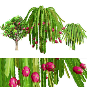 Dragon Fruit Plant 3D Model