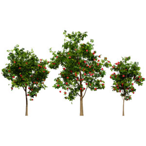 Flowering Gum Tree 3D Model