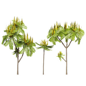 Brazilian Firetree 3D Model