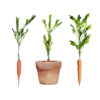 3D Carrot Plant