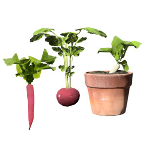 Radish Plant Collection