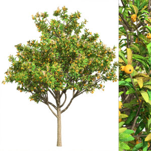 Loquat Tree 3D Model