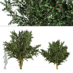 hawthorn fruit tree