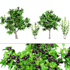 Passion Fruit Tree 3D