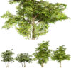 Maple Tree 3D Model