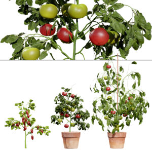 Tomato Plant 3D Model