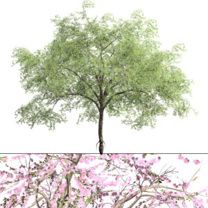 Almond Tree 3D Model