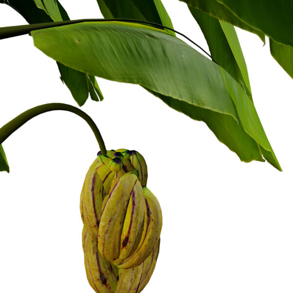 Banana Trees 3D Model