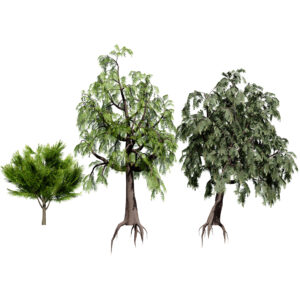 Australian Casuarina Tree 3D Model