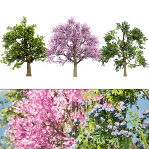 3D Plum Tree Pack