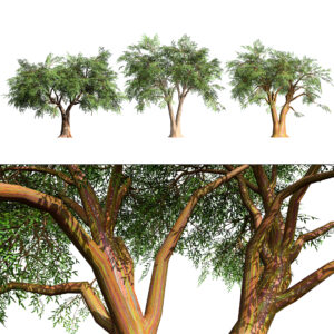 Realistic Eucalyptus Tree 3D Model