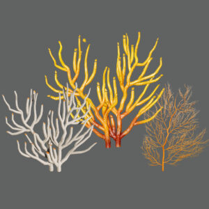 Gorgonian Coral 3D Models Pack