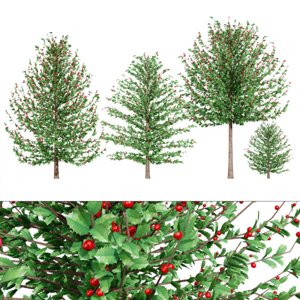 Holly Tree Collection 3D Models