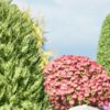 Shaped Bushes 3D Pack 01