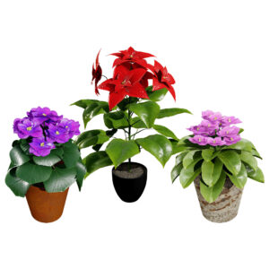 African violets and Poinsettia Plant 01