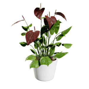 Anthurium plants collection