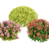 Shaped Bushes 3D Pack 01