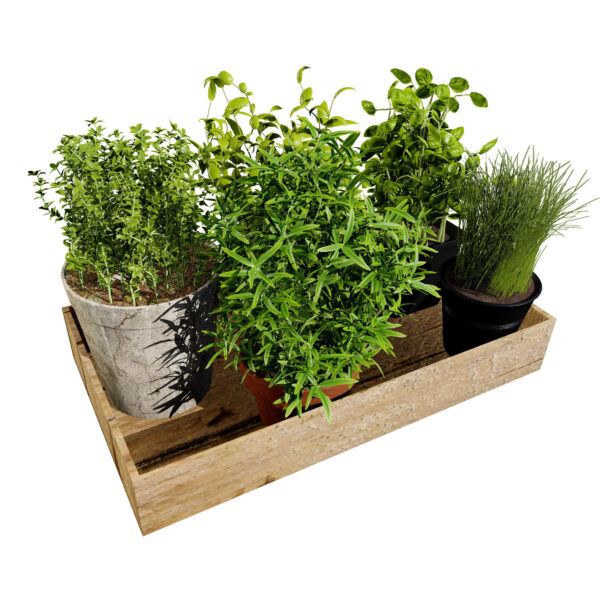 Indoor Herbs Garden