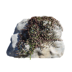 Parthenocissus Ivy on Rock 3D Model