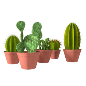 Potted cactus collection