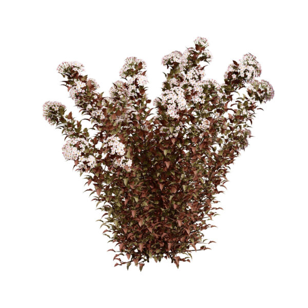 Tiny Wine Ninebark Shrub 3D Model